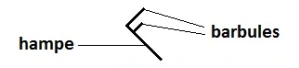 hampe_barbule.png